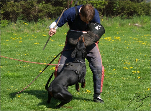 Dogs in training 5/2008